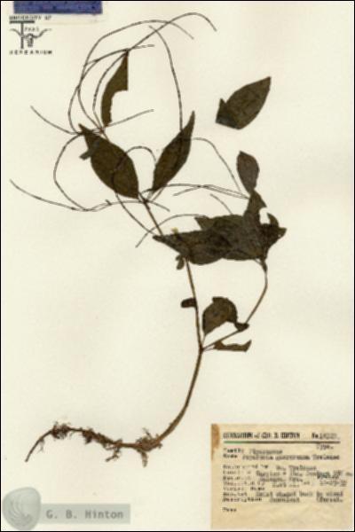 URN_catalog_HBHinton_herbarium_14720.jpg.jpg