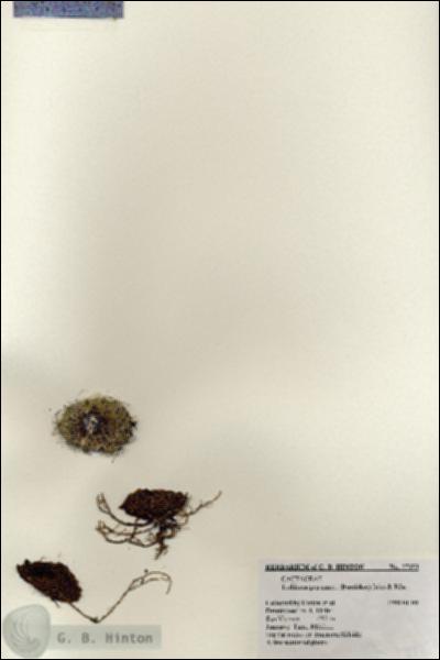 URN_catalog_HBHinton_herbarium_27353.jpg.jpg