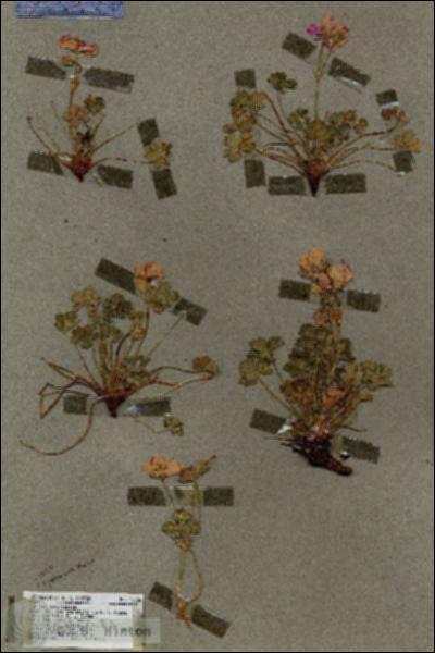URN_catalog_HBHinton_herbarium_17056.jpg.jpg