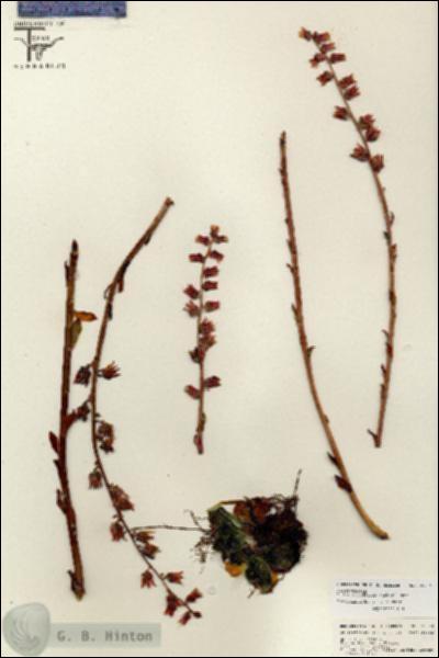 URN_catalog_HBHinton_herbarium_26789.jpg.jpg