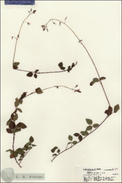 URN_catalog_HBHinton_herbarium_21279.jpg.jpg