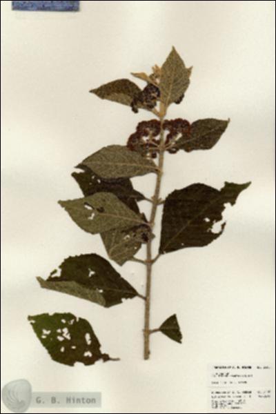URN_catalog_HBHinton_herbarium_24155.jpg.jpg