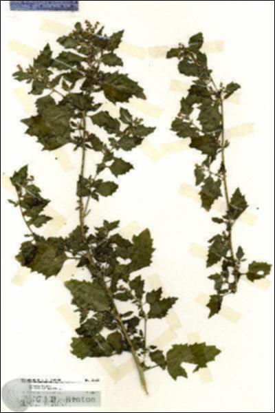 URN_catalog_HBHinton_herbarium_20220.jpg.jpg