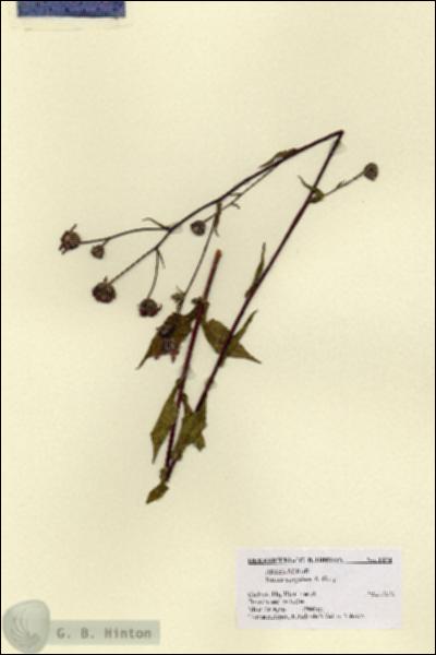 URN_catalog_HBHinton_herbarium_1874.jpg.jpg