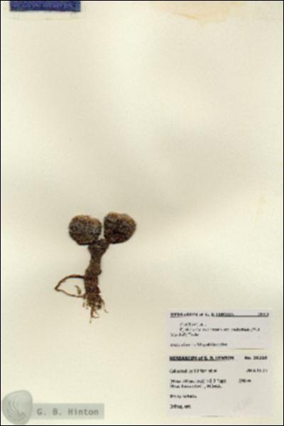 URN_catalog_HBHinton_herbarium_28310.jpg.jpg