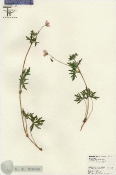URN_catalog_HBHinton_herbarium_26552.jpg.jpg