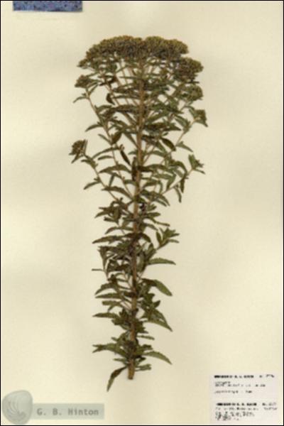 URN_catalog_HBHinton_herbarium_23234.jpg.jpg