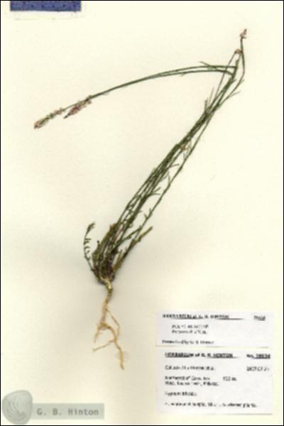 URN_catalog_HBHinton_herbarium_28634.jpg.jpg