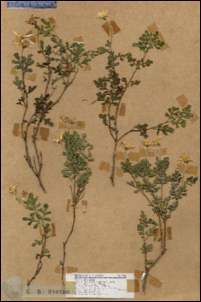 URN_catalog_HBHinton_herbarium_17569.jpg.jpg