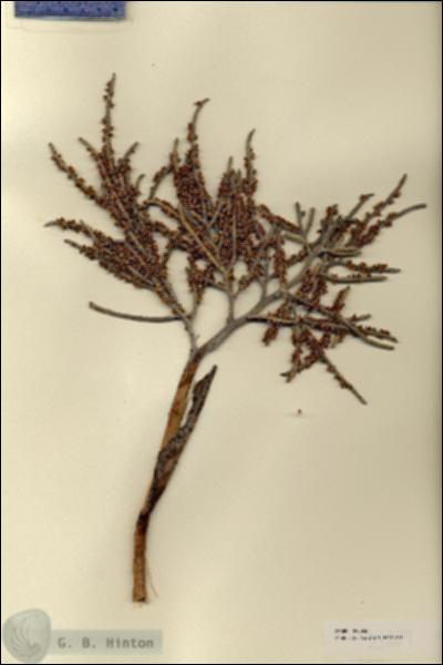 URN_catalog_HBHinton_herbarium_21889.jpg.jpg