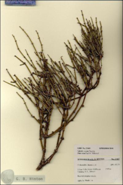 URN_catalog_HBHinton_herbarium_27665.jpg.jpg