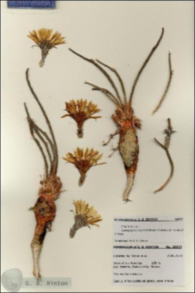 URN_catalog_HBHinton_herbarium_28537.jpg.jpg