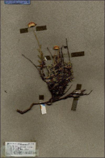 URN_catalog_HBHinton_herbarium_19295.jpg.jpg