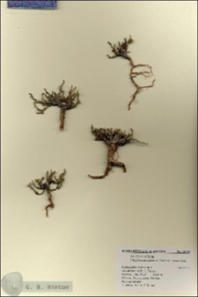 URN_catalog_HBHinton_herbarium_18729.jpg.jpg