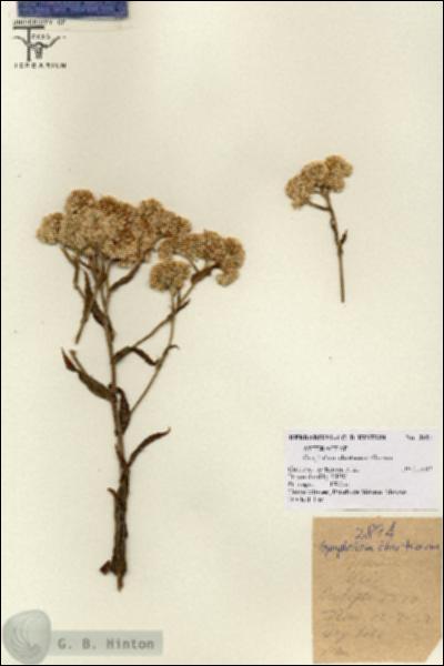 URN_catalog_HBHinton_herbarium_2894.jpg.jpg
