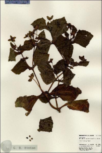 URN_catalog_HBHinton_herbarium_24564.jpg.jpg