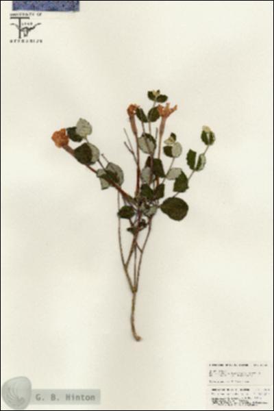 URN_catalog_HBHinton_herbarium_25521.jpg.jpg