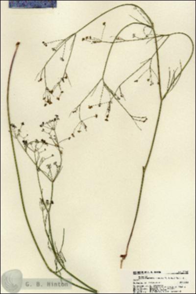 URN_catalog_HBHinton_herbarium_22060.jpg.jpg