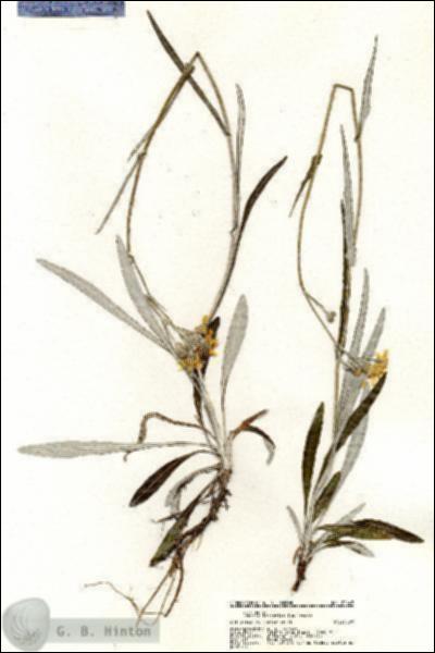URN_catalog_HBHinton_herbarium_20443.jpg.jpg