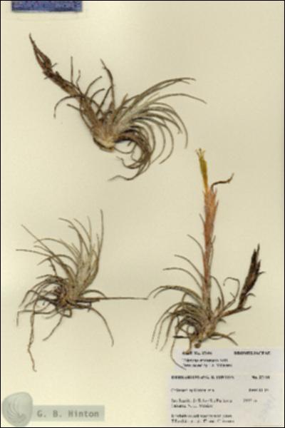 URN_catalog_HBHinton_herbarium_27491.jpg.jpg