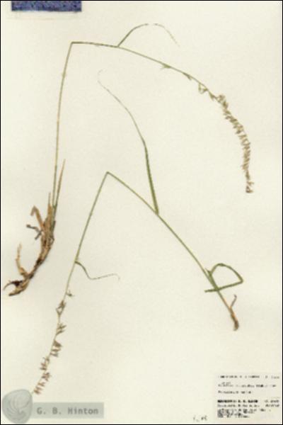 URN_catalog_HBHinton_herbarium_24496.jpg.jpg