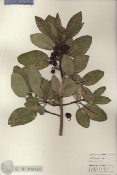 URN_catalog_HBHinton_herbarium_24947.jpg.jpg