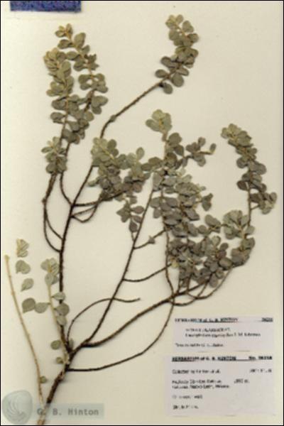 URN_catalog_HBHinton_herbarium_28218.jpg.jpg