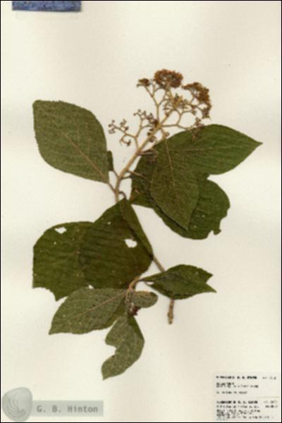 URN_catalog_HBHinton_herbarium_24521.jpg.jpg