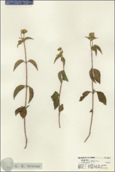 URN_catalog_HBHinton_herbarium_21180.jpg.jpg