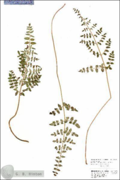 URN_catalog_HBHinton_herbarium_21028.jpg.jpg