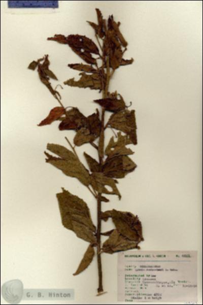 URN_catalog_HBHinton_herbarium_6861.jpg.jpg