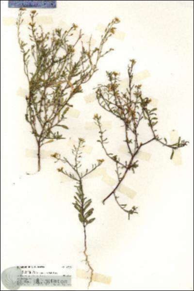 URN_catalog_HBHinton_herbarium_20193.jpg.jpg