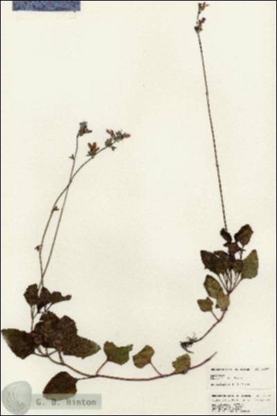 URN_catalog_HBHinton_herbarium_24697.jpg.jpg
