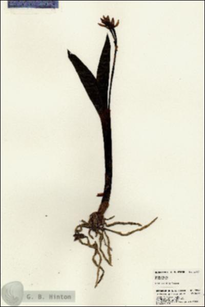 URN_catalog_HBHinton_herbarium_22957.jpg.jpg