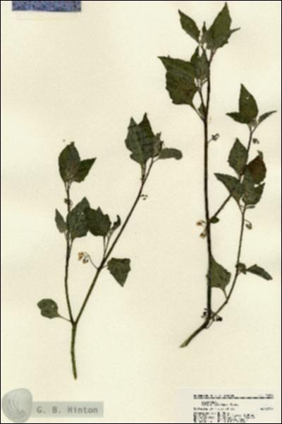 URN_catalog_HBHinton_herbarium_22286.jpg.jpg