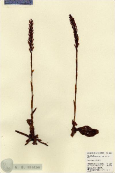 URN_catalog_HBHinton_herbarium_22689.jpg.jpg