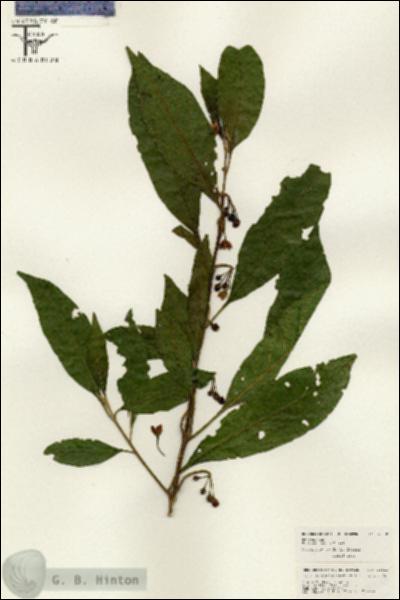 URN_catalog_HBHinton_herbarium_26510.jpg.jpg
