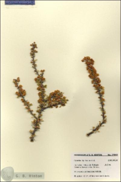 URN_catalog_HBHinton_herbarium_27842.jpg.jpg