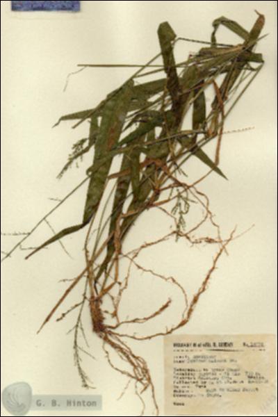 URN_catalog_HBHinton_herbarium_14683.jpg.jpg