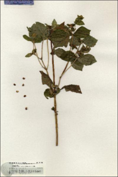 URN_catalog_HBHinton_herbarium_20898.jpg.jpg