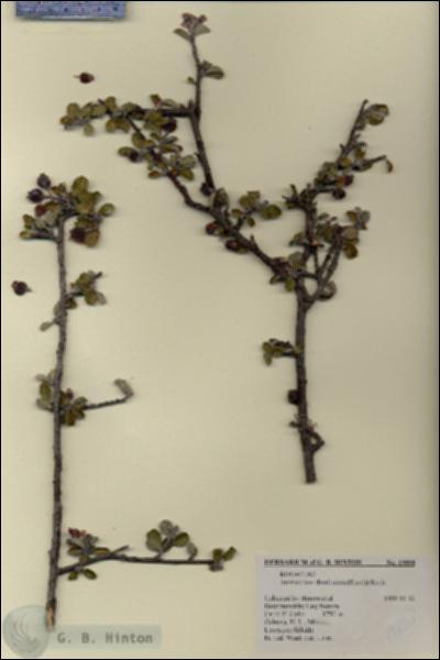 URN_catalog_HBHinton_herbarium_19898.jpg.jpg