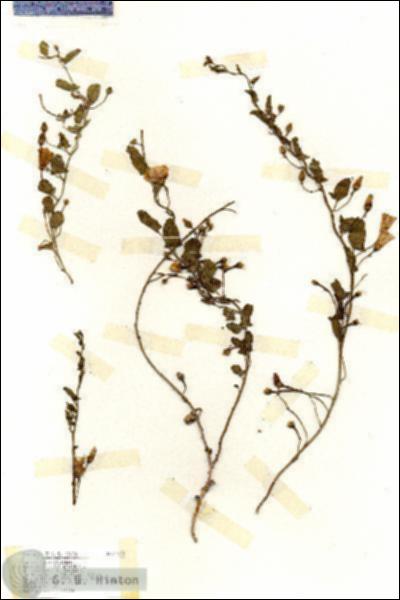 URN_catalog_HBHinton_herbarium_17138.jpg.jpg