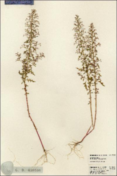 URN_catalog_HBHinton_herbarium_23673.jpg.jpg