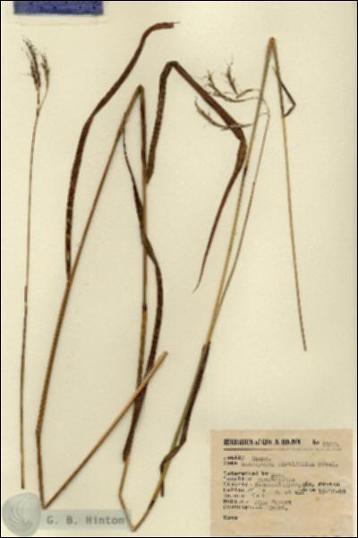 URN_catalog_HBHinton_herbarium_5352.jpg.jpg