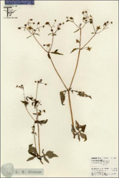 URN_catalog_HBHinton_herbarium_26046.jpg.jpg