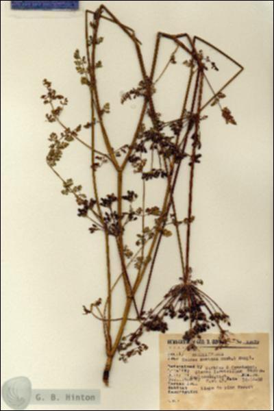 URN_catalog_HBHinton_herbarium_12373.jpg.jpg