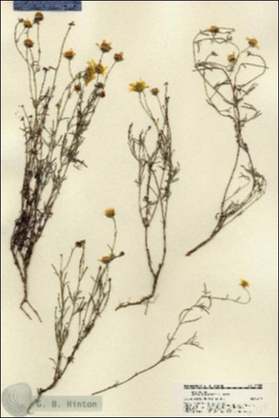 URN_catalog_HBHinton_herbarium_22328.jpg.jpg