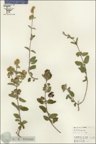 URN_catalog_HBHinton_herbarium_25652.jpg.jpg