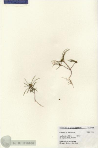 URN_catalog_HBHinton_herbarium_27245.jpg.jpg