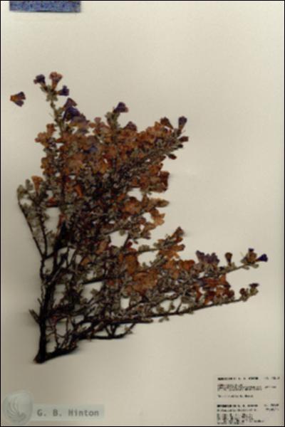 URN_catalog_HBHinton_herbarium_22809.jpg.jpg